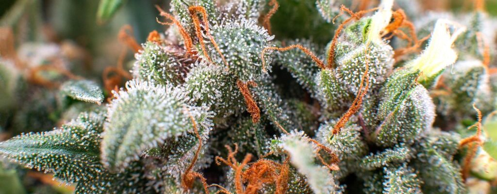 High CBD Flower Strains