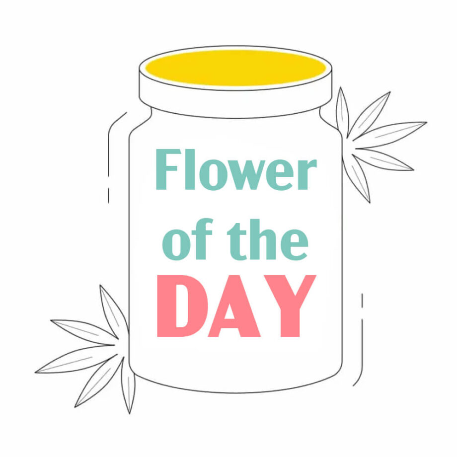Flower of the day