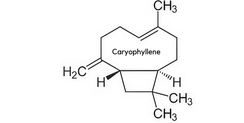 Endocannabinoid System, terpene benefits, CBD flower with caryophyllene terpenes, CBD flower with pinene terpenes, CBD flower with myrcene terpenes, CBD flower with limonene terpenes, CBD flower with linalool terpenes, CBD flower with humulene terpenes, CBD flower with terpinolene terpenes, CBD flower with ocimene terpenes, CBD flower with terpineol terpenes, CBD flower with phytol terpenes,