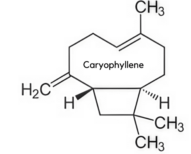 Endocannabinoid System, terpene benefits, CBD flower with caryophyllene terpenes, CBD flower with pinene terpenes, CBD flower with myrcene terpenes, CBD flower with limonene terpenes, CBD flower with linalool terpenes, CBD flower with humulene terpenes, CBD flower with terpinolene terpenes, CBD flower with ocimene terpenes, CBD flower with terpineol terpenes, CBD flower with phytol terpenes,