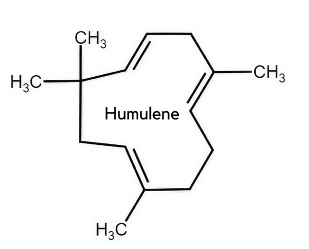 weight loss, terpene benefits, CBD flower with caryophyllene terpenes, CBD flower with pinene terpenes, CBD flower with myrcene terpenes, CBD flower with limonene terpenes, CBD flower with linalool terpenes, CBD flower with humulene terpenes, CBD flower with terpinolene terpenes, CBD flower with ocimene terpenes, CBD flower with terpineol terpenes, CBD flower with phytol terpenes,