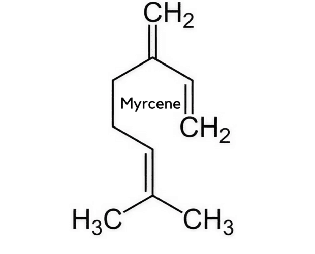 Therapeutic benefits, terpene benefits, CBD flower with caryophyllene terpenes, CBD flower with pinene terpenes, CBD flower with myrcene terpenes, CBD flower with limonene terpenes, CBD flower with linalool terpenes, CBD flower with humulene terpenes, CBD flower with terpinolene terpenes, CBD flower with ocimene terpenes, CBD flower with terpineol terpenes, CBD flower with phytol terpenes,