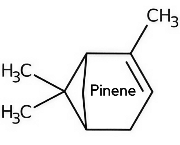 Antibacterial, terpene benefits, CBD flower with caryophyllene terpenes, CBD flower with pinene terpenes, CBD flower with myrcene terpenes, CBD flower with limonene terpenes, CBD flower with linalool terpenes, CBD flower with humulene terpenes, CBD flower with terpinolene terpenes, CBD flower with ocimene terpenes, CBD flower with terpineol terpenes, CBD flower with phytol terpenes,