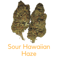 sour hawaiian haze terp