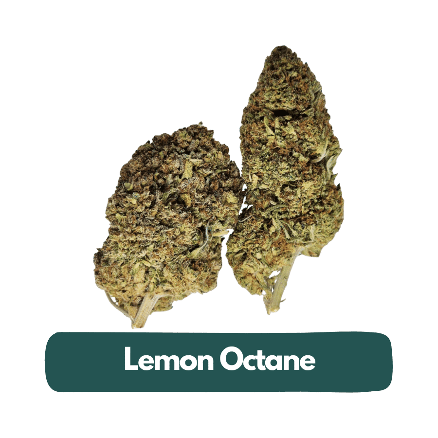 lemon octane new new