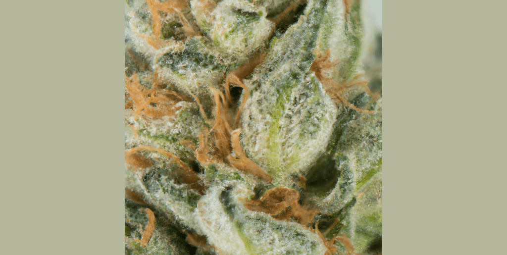 delta 8 cannabis buds