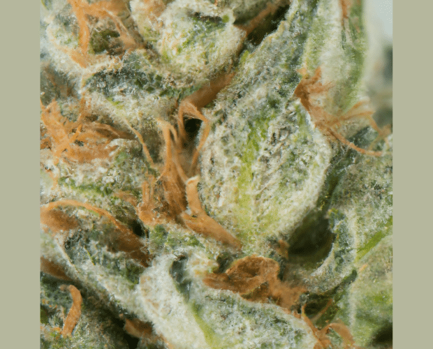 delta 8 cannabis buds