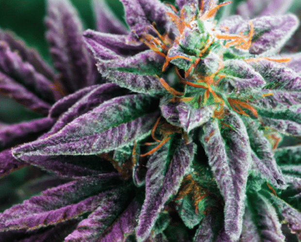 the history of cbd flower