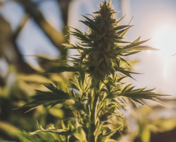 hemp-derived cbd