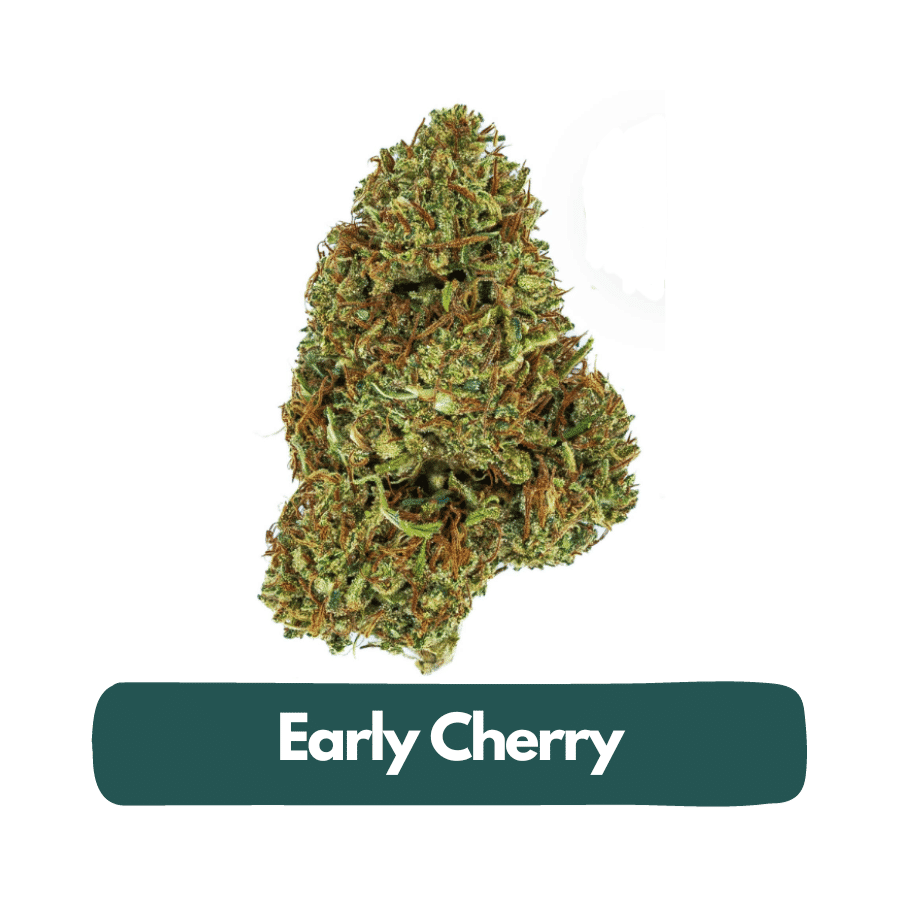 Early Cherry