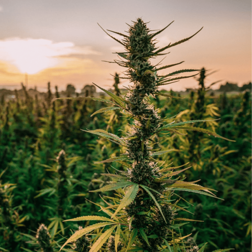 Mastering the Art of Keeping THC Levels Low During CBD Flower Harvesting: A Comprehensive Guide