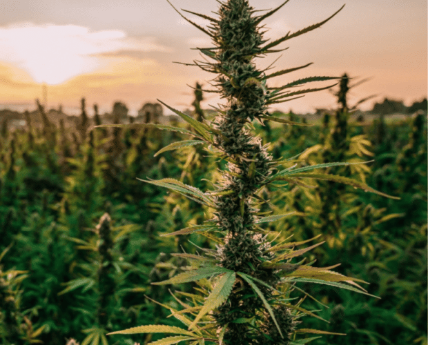 Mastering the Art of Keeping THC Levels Low During CBD Flower Harvesting: A Comprehensive Guide