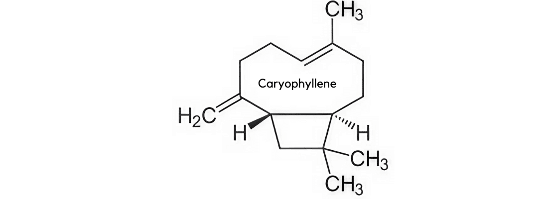 caryophyllene terp