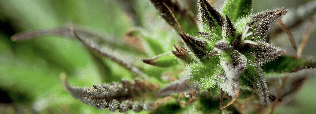 How to keep THC levels low during CBD flower harvesting