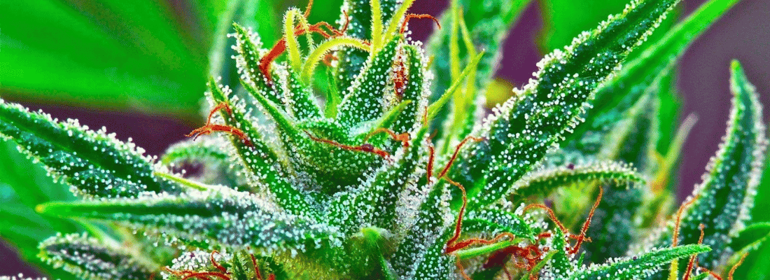 How to keep THC levels low during CBD flower harvesting