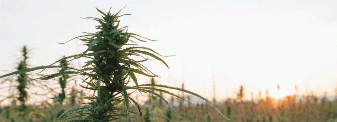 How to keep THC levels low during CBD flower harvesting