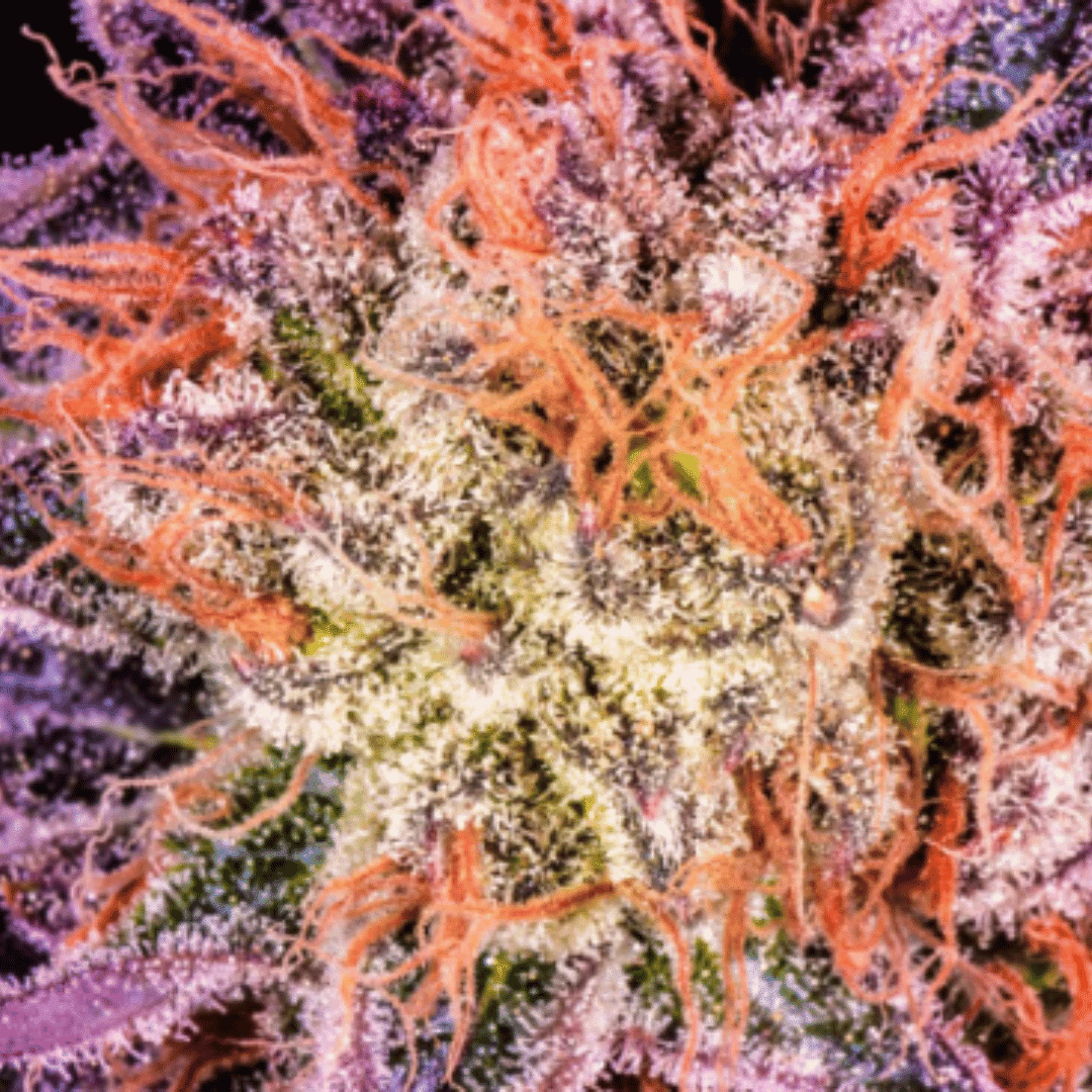 Exotic Unleashing the Potential of Unique Strains
