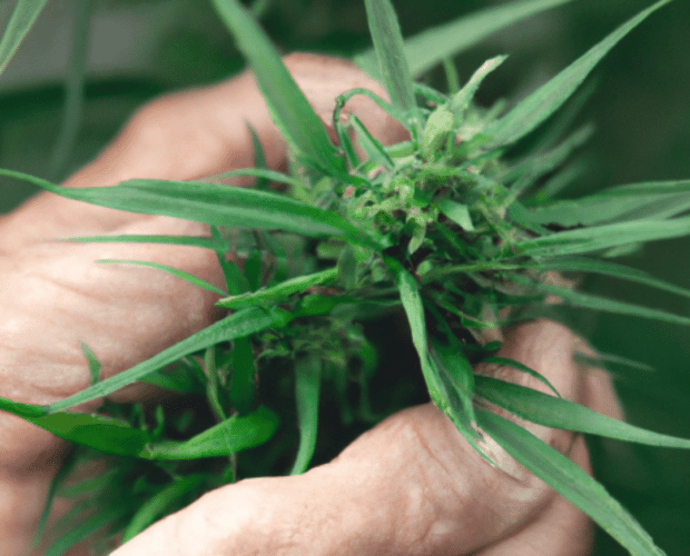 The environmental impact of hemp farming