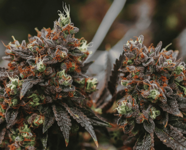 5 myths about thca flower