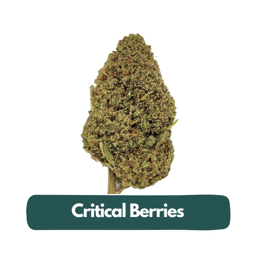 Critical Berries