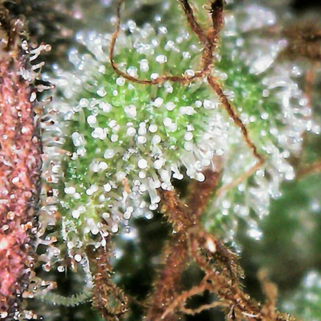 trichomes in cannabis