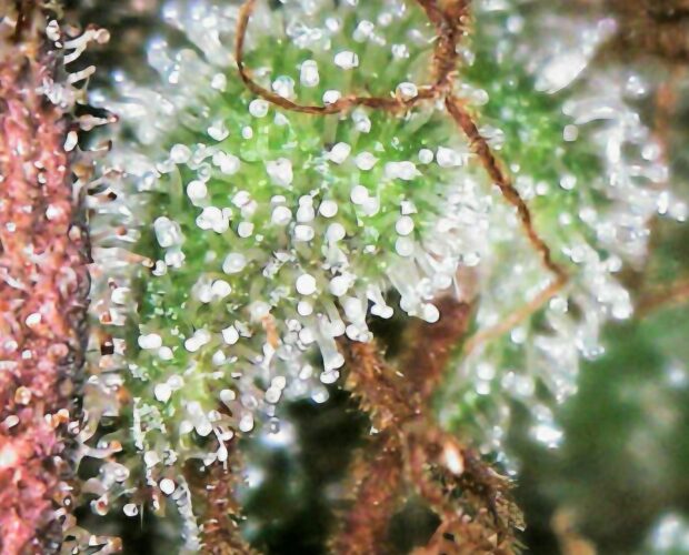 trichomes in cannabis