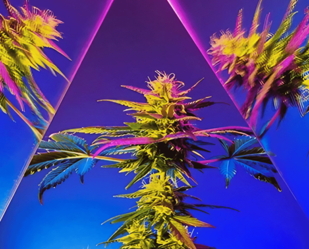 colors in cannabis