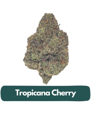 Tropicana Cherry THCA flower